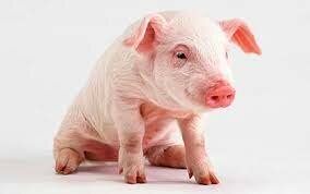 Swine-Landrace