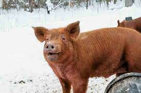 Swine-Tamworth