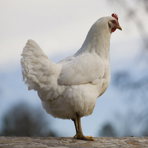 Chicken-White Plymouth Rock