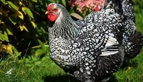 Chicken-Wyandotte