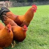 Chicken-New Hampshire