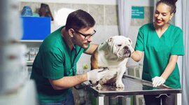 Timeline: Erikson Timeline Sassi