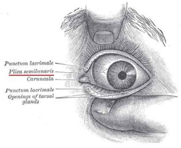 Third Eyelid: Darwin