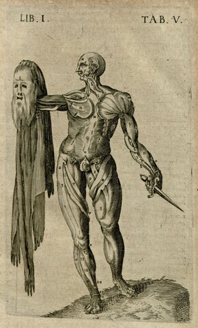 Anatomical evolution