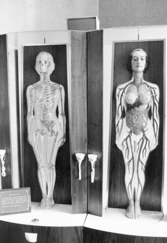 The Anatomy we Know