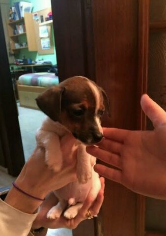 Benvinguda al meu gos