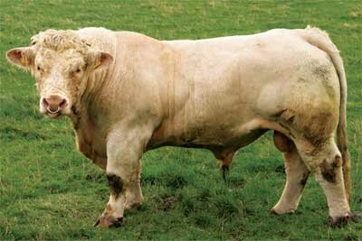 charolais cow