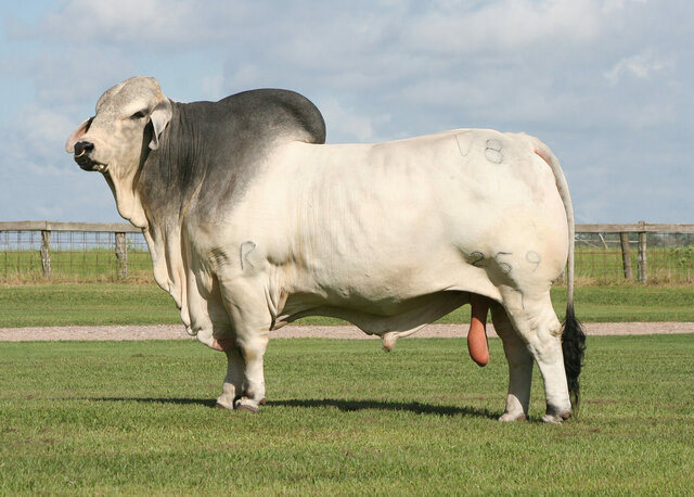 brahman cow