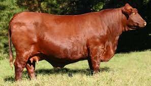santa gertrudis cow