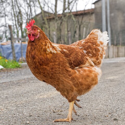 (Duel Purpose Chicken) Rhode Island Red