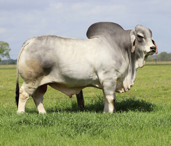 (Cattle) Brahman