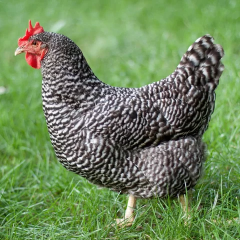 (Duel Purpose Chicken) Barred Plymouth Rock