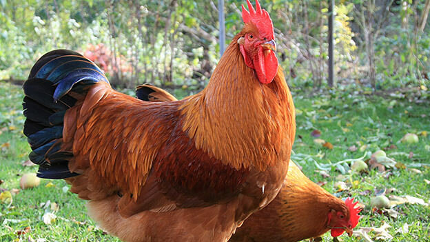 (Duel Purpose Chicken) New Hampshire