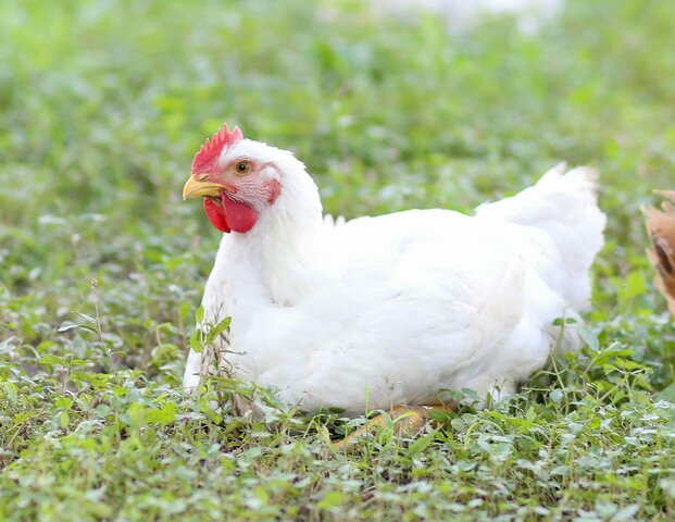 (Meat Chicken) Cornish Cross