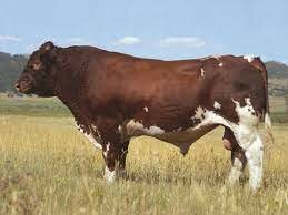 (Cattle) Maine Anjou
