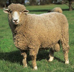(Sheep) Corriedale