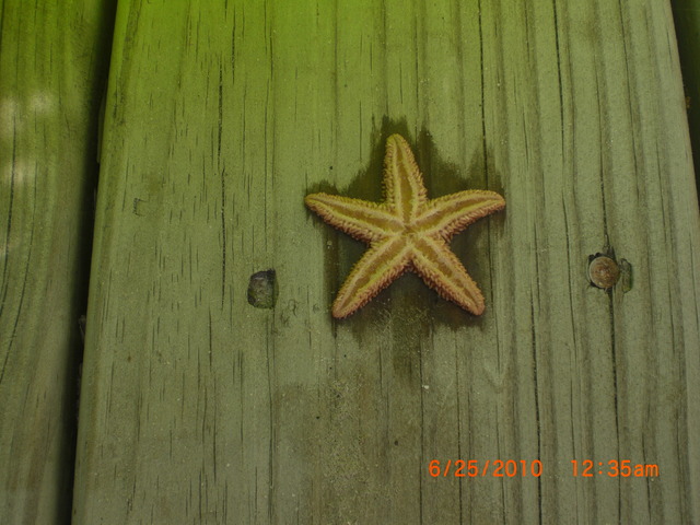 In the future I hope to...