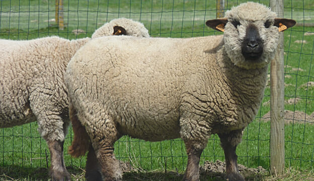 (Sheep) Hampshire