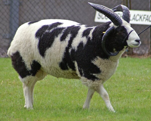 (Sheep) Jacob