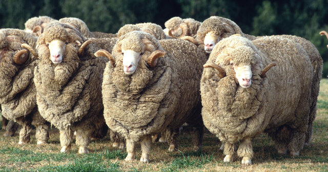 (Sheep) Merino