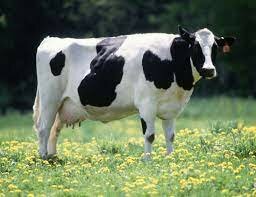 (Dairy Cattle) Holstein