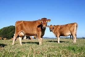 (Dairy Cattle) Jersey