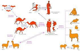 Síndrome Respiratorio de Oriente Medio (MERS)