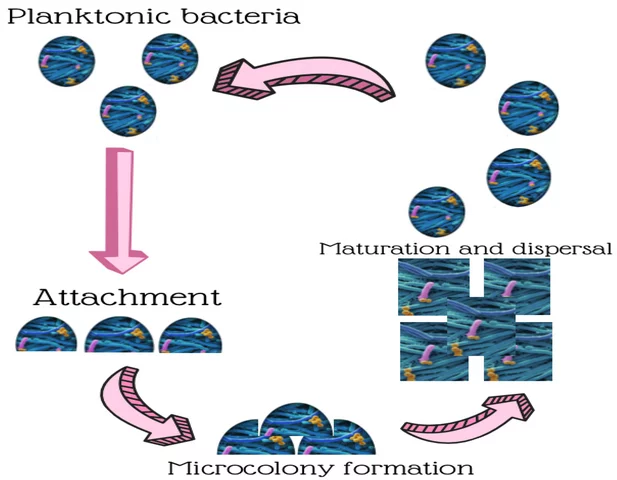 Biopelículas microbianas