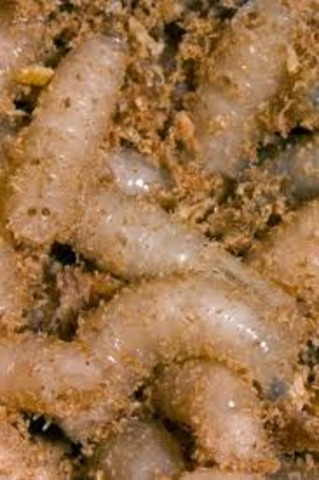 Spontaneous Generation