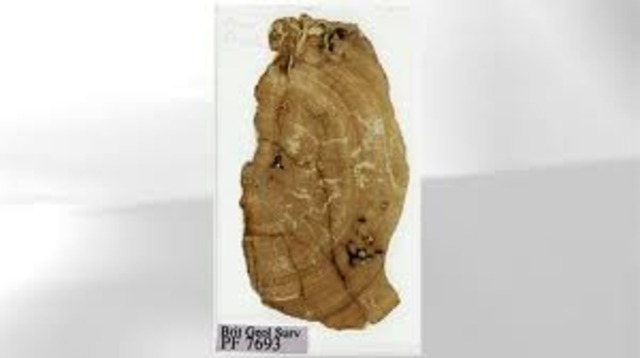 Lost Darwin fossils found