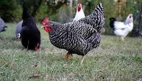 Chicken-Barred Plymouth Rock
