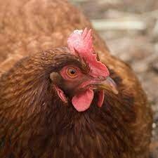 Chicken-New Hampshire