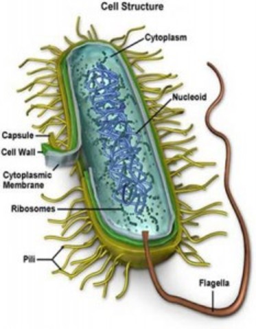 Bacteria Evolution