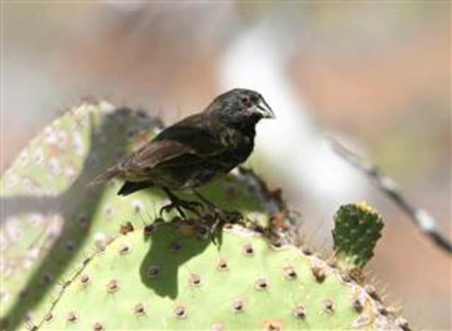 Darwin's Finches