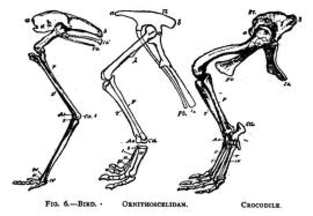 Jean-Baptiste Lamarck