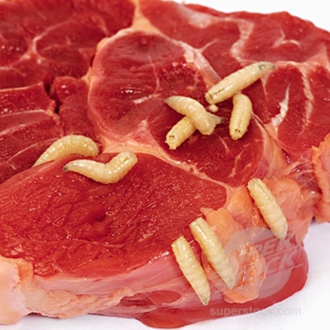 Spontaneous generation (1700's-1900's)