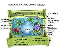 Primer axioma de la teoría celular en plantas