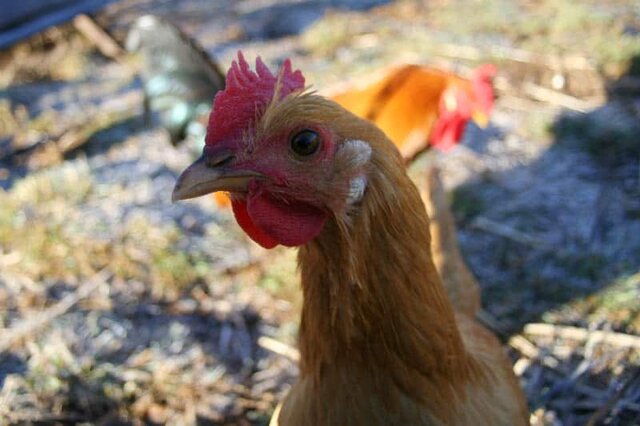 Chicken-Catalana