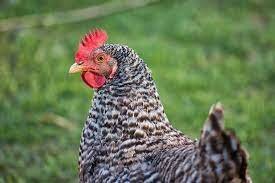 Chicken- Barred Plymouth Rock