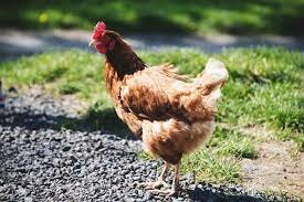 Chicken-Catalana