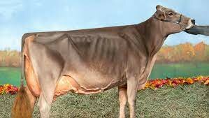 (Dairy Cattle) Brown Swiss