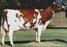 (Dairy Cattle) Ayrshire