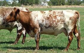(Dairy Cattle) Milking Shorthorn