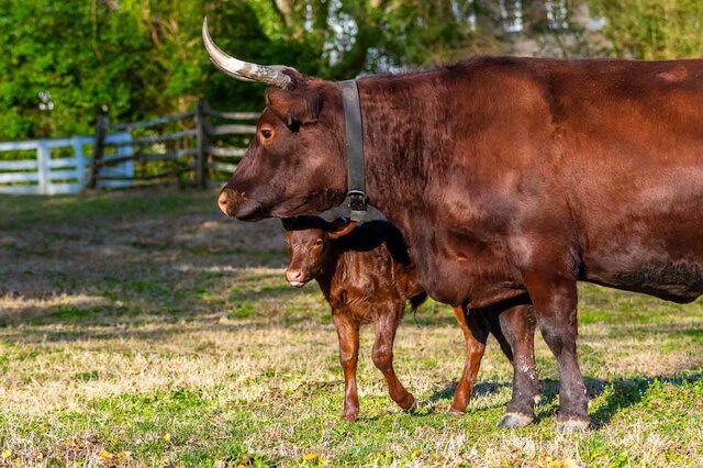 (Dairy Cattle) Milking Devon