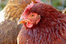 Chicken-Rhode Island Red