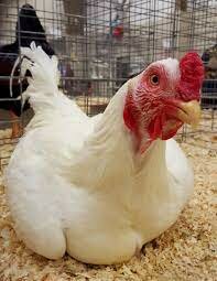 Chicken-White Cornish Cross