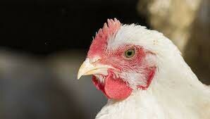 Chicken- White Cornish Cross