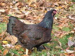 Chicken-Cornish Rock