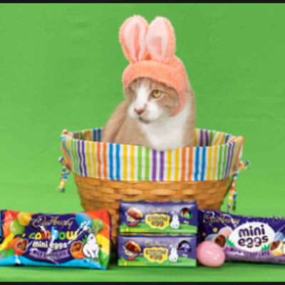 Timeline: crash, a cat that is going to be in cadburry's commercial