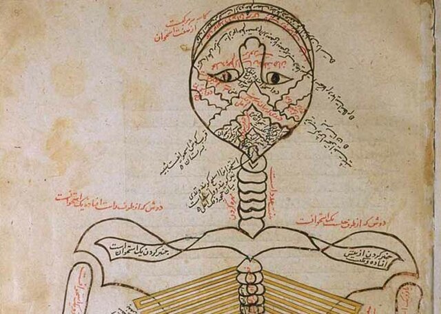 Interés natural por el cuerpo humano